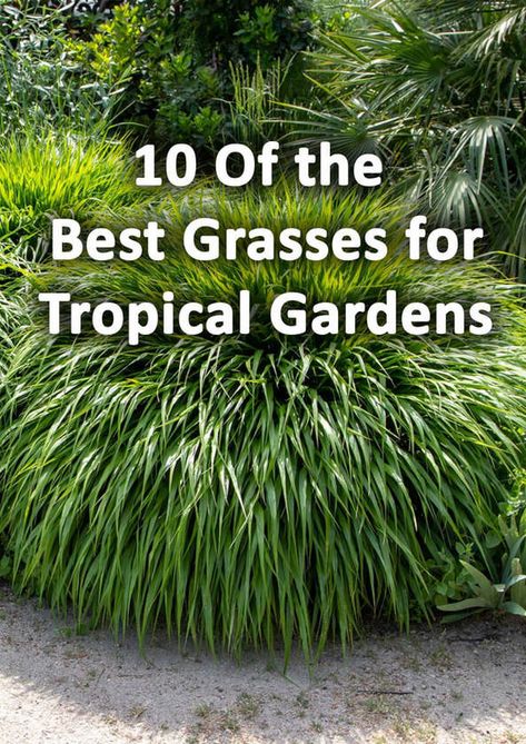 Tropical Planting Uk, Tropical Shrubs Landscape, Outdoor Tropical Plants Landscaping, Uk Tropical Garden Ideas, Tropical Desert Landscaping, Tropical Ground Cover Plants, Tropical Gardens Ideas, Cold Hardy Tropical Plants, Small Tropical Garden Ideas Uk