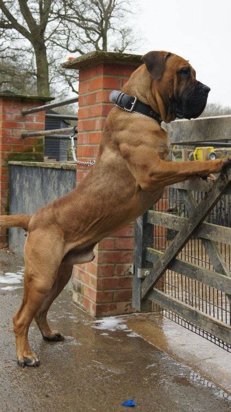 Boerboel - owned by Topguard Boerboels. Boerbull South African Boerboel, Boerboel Mastiff, South African Boerboel, Bull Mastiff Dogs, South African Mastiff, African Boerboel, Ras Anjing, Mastiff Breeds, Giant Dog Breeds