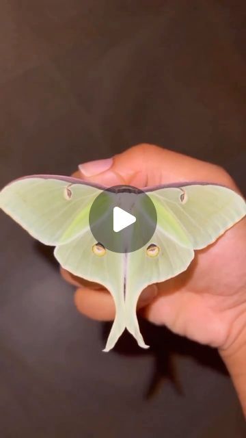 Ecosapiens on Instagram: "The Marilyn Monroe of Moths!?! 😱😍 Meet the Luna Moth!  Video by @talalovesyou" Moth Video, Amazing Insects, Luna Moths, Luna Moth, Edit Video, Marilyn Monroe, Moth, Insects, Birds