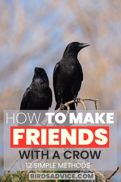 how to make friends with a crow Crow Brings Gifts, How To Attract Crows And Ravens, Food For A Crow, Crow House Diy, Crow Box Diy, What Do Crows Eat, How To Make Friends With Crows, Attracting Crows To Your Yard, Crow Offerings