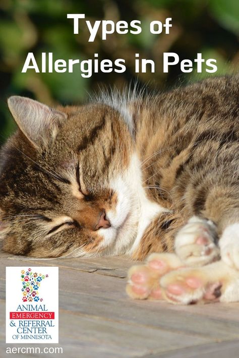 Cat Allergy Remedies, Cat Remedies, Cat Sneezing, Cat Medicine, Hypoallergenic Cats, Allergic To Cats, Best Cat Food, Cat Nutrition, Living With Cats