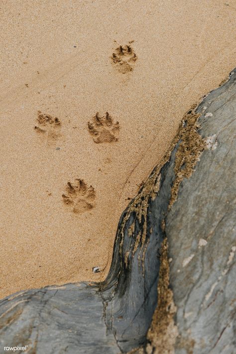 Cute paw prints on the sand | premium image by rawpixel.com / Felix Paw Wallpaper, Bunny Paws, Cat Footprint, Animal Footprints, Puppy Paw Prints, Muddy Paws, Inspiration Photo, Image Fun, Dog Paw Print