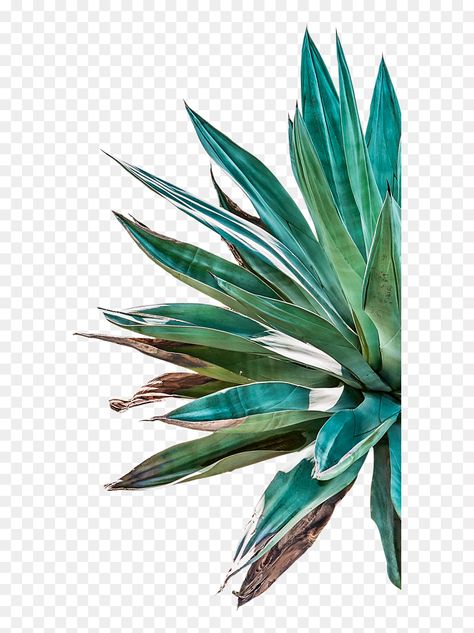 Agave Plant Illustration, Agave Plant Drawing, Agave Plant Tattoo, Aloe Drawing, Agave Drawing, Agave Illustration, Agave Tattoo, Aloe Art, Yukka Plant