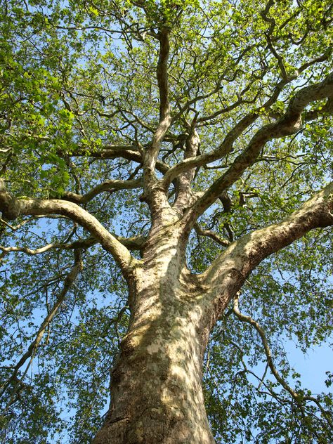 Le platane - The London plane tree is a hybrid between the western plane (Platanus occidentalis) and the eastern plane (Platanus orientalis). Platanus Acerifolia, London Plane Tree, London Plane, Plane Tree, Patio Trees, Sycamore Tree, Street Trees, Seed Heads, Free To Use Images