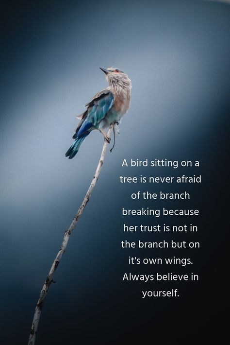 A bird sitting on a tree is never afraid of the branch breaking because her trust is not in the branch but on it's own wings. Always believe in yourself. Bird Sitting, Carl Jung, Winston Churchill, Speak The Truth, East Africa, Word Of God, A Tree, Gods Love, Blue Bird