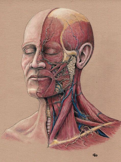 Carey Pelto's background in medicine informs his anatomical and medical illustrations. Head And Neck Anatomy, Neck Muscle Anatomy, Human Nose, Neck Anatomy, Baby Possum, Medical Illustrations, Head Anatomy, Medical Illustration, Art Practice