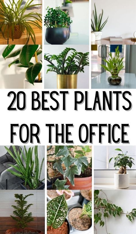 Best Indoor Plants For Low Light Offices, Plant Decor Office Space, In Office Decor Ideas, Hanging Office Plants, Plants For An Office With No Windows, Low Maintenance Office Plants, Indoor Plant Office, Best Desk Plant, Office Plants Aesthetic