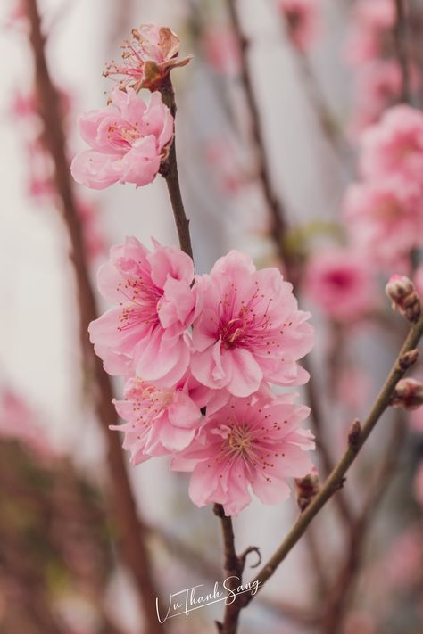 Female Nature, Peach Blossom Tree, Peach Blossom Flower, List Of Flowers, Blossom Tattoo, Sakura Flower, Nothing But Flowers, Peach Trees, Pink Trees