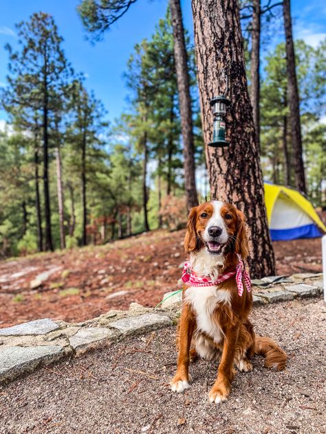 White Red Mini Golden retriever Cavalier mix Golden Cavalier Dog, Golden Cavalier, King Spaniel, Cavalier Dog, King Charles Cavalier, Golden Retriever Mix, Dream Dog, Spaniel Dog, Weiner Dog