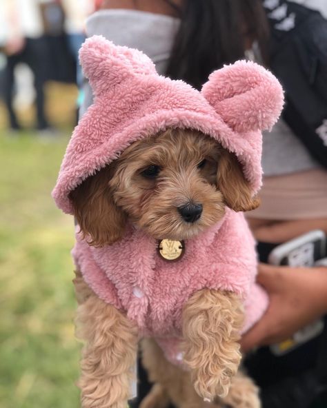 Girl Dog Accessories, Small Dog Accessories, Perro Shih Tzu, Girl Dog Clothes, Dog Bear, Teddy Sweater, Costumes For Couples, House Pets, Fleece Dog Coat