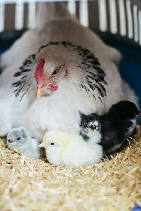 Fancy Chickens, Chicken Life, Beautiful Chickens, Chickens And Roosters, Chicken Breeds, Hens And Chicks, Pet Chickens, Chicken Farm, Raising Chickens