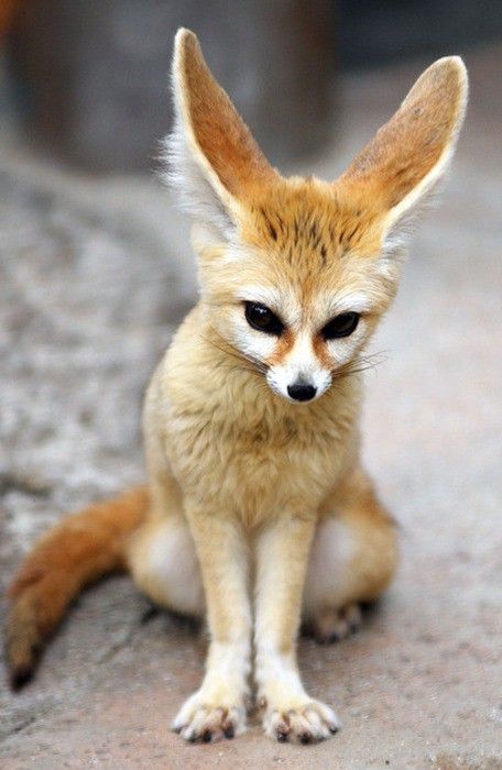 Fennec Fox   because I had one, so sweet and soooo pretty they are Volpe Artica, Regnul Animal, Fennec Fox, Animale Rare, Fete Anime, Wild Dogs, Cute Creatures, Sweet Animals, On The Ground