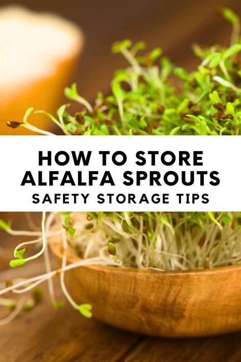 How to Store Alfalfa Sprouts: Safety Storage Tips How To Grow Alfalfa Sprouts At Home, How To Store Sprouts, Alfalfa Sprouts Recipes, Sprouts Benefits, Microgreens Recipe, Alfalfa Sprouts, Sprouting Seeds, Sprout Recipes, Storage Tips