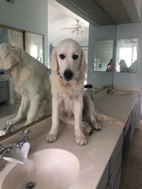 Creme Golden Retriever, English Creme Golden Retriever, Cream Retriever, English Cream Golden Retriever, Cream Golden Retriever, Real Happiness, English Cream, Golden Retrievers, Girls Best Friend