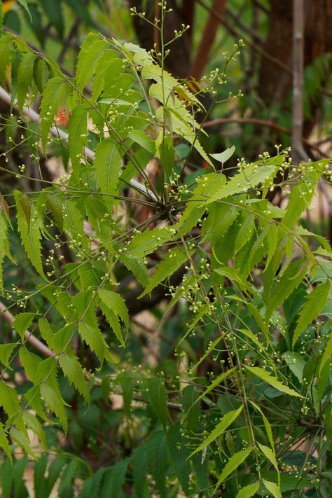 Make your own neem oil spray at home Neem Plant Photo, Flower Bed Flowers, Neem Plant, Aesthetic Flower Design, Bio Project, Neem Tree, Tattoos Flowers, Neem Powder, Organic Pesticide