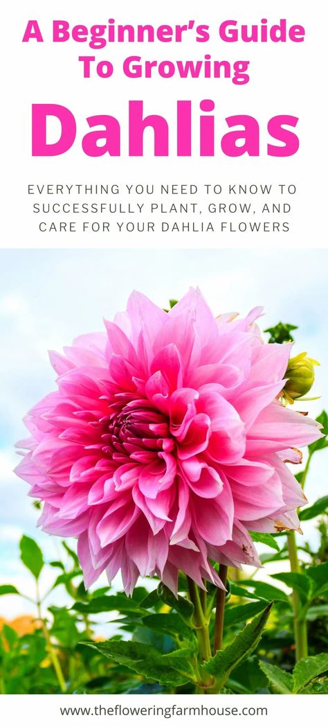 Dahlia Flower Growing, Dahlia Flower Bush, Are Dahlias Perennials, Dahlia Care Tips, Dahlia Care How To Grow, When To Plant Dahlias, How To Grow Daliah Flower, Dahlia Flower Planting, How To Grow Dahlias In Pots