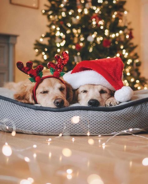 So Cute Dog Christmas Photos🐶 #Christmas #ChristmasSanta #ChristmasDog #ChristmasGift #ChristmasComing #Doglovers Christmas Dog Photography, Christmas Pet Photos, Dog Christmas Photos, Dog Christmas Pictures, Christmas Dog Treats, Christmas Pets, Animal Photoshoot, Merry Christmas Dog, Dog Christmas Card