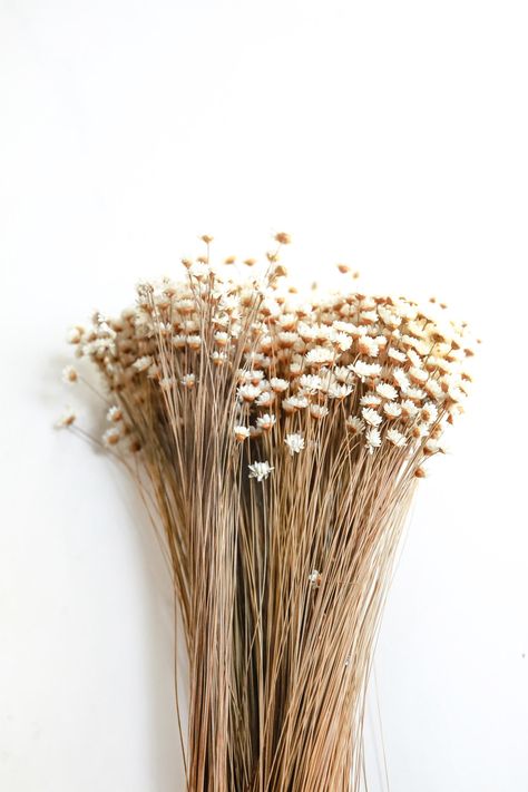 🔹Stem Length: 16" 🔹Bunch Size: 3 oz. 🔹Color: Natural Air Dried Simple place dried floral stems in a vase or arrange with other dried floral varieties to create your own dried floral arrangement. Price is for one bunch. Does not include vase. Dried Coastal Flowers, Dry Flowers Decoration, Dried White Flowers, Earth Vibes, Flowers Neutral, Widget Photos, Dried Floral Arrangements, Inspiring Nature, Flowers In The Attic