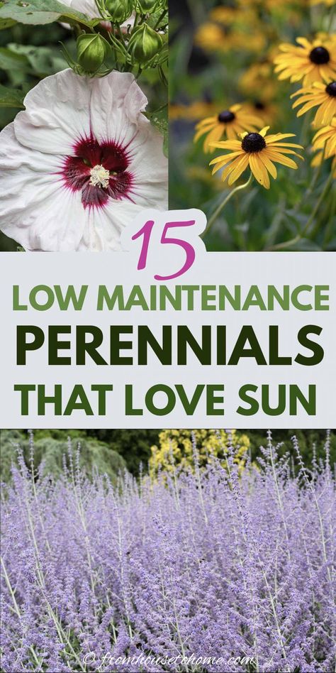 Full Sun Perennials: 10 Low Maintenance Plants That Thrive In The Sun | These low maintenance perennials all have pretty flowers and will brighten up your full sun garden border. Even better...they don't require a lot of work to make your landscaping look beautiful. #fromhousetohome #perennials #gardeningtips #gardenideas #lowmaintenancegarden #sunperennials Perennial Gardens Full Sun, Full Sun Yard Landscaping, Landscape Design Low Maintenance, Afternoon Sun Flower Bed Ideas, Flowering Plants For Full Sun, Full Sun Grasses Perennials, Flowers That Like Full Sun, Wildflowers In Front Of House, Low Maintenance Wildflower Garden