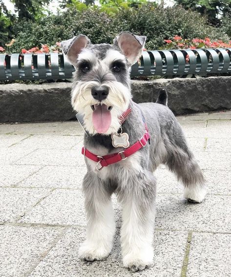 Cute Shnouzers, Mini Schnauzer Grooming Haircuts, Miniature Schnauzer Haircut, Schnauzer Haircut, Schnauzer Cut, Schnauzer Breed, Schnauzer Grooming, Schnauzer Art, Mini Schnauzer Puppies