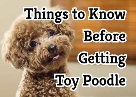 37 Crucial Things to Know About Toy Poodles Toy Poodles Puppies, Toy Poodle Haircut Styles Korean, Golden Toy Poodle, Mini Poodle Outfits, Puppy Toy Poodle, Toy Poodles Full Grown, Pomapoo Full Grown, Black Toy Poodle Puppy, Cute Toy Poodle Puppies