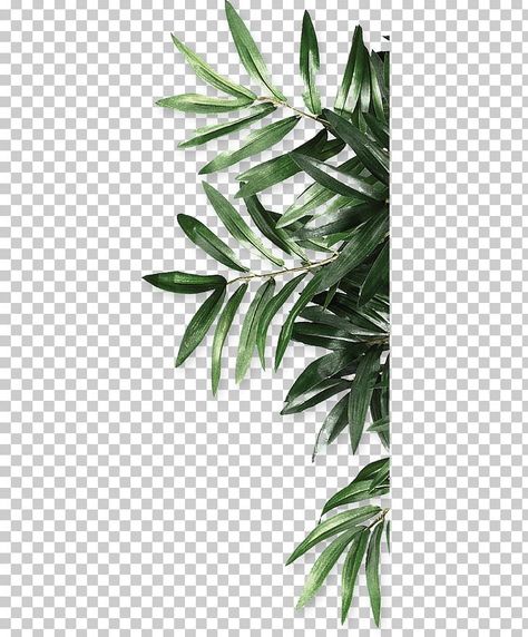 Leaves Png For Editing, Collage Plants, Medicine Illustration, Leaf Print Art, Plant Png, Leaf Png, Leaves Png, Golden Painting, Leaf Plant