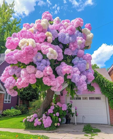 Tree Hydrangea, Hydrangea Tree, Flower Hydrangea, Pretty Flowers Pictures, Pastel Garden, Retail Architecture, Tree Beautiful, Fake Images, Tree Flowers