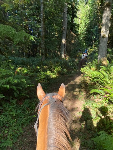 Horse Riding Through Forest, Horses In Backyard, Forest Horse Riding, Horse Trail Ride Aesthetic, Trail Rides Horses, Horse Back Riding Aesthetic Western, Horse Riding Forest, Trail Ride Aesthetic, Trail Riding Aesthetic