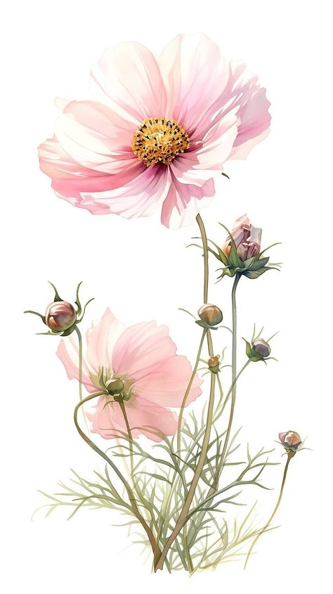 Wild Cosmos Flower, Cosmos Flower Illustration, Cosmo Watercolor, Watercolor Cosmos, Cosmos Illustration, Flower Cosmos, Cosmo Flower, Snowdrop Flower, Watercolor Flowers Tutorial