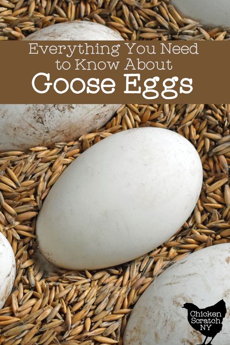 Goose eggs are a fun and delicious alternative to chicken eggs, with a richer flavor and larger size. The giant eggs are only available for a few months in the spring so get them while you can! Goose Eggs, Great British Food, Eggs For Sale, Egg Nest, Duck Eggs, Egg Cake, Dinosaur Eggs, Chicken Scratch, Just A Pinch