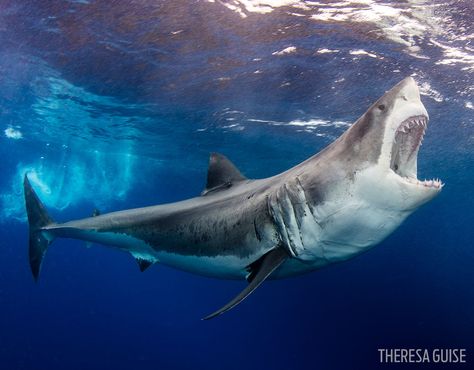 16 Amazing Shark Photos from our 2016 Underwater Photography Contest Different Types Of Sharks, Surfboard Table, Save The Sharks, Wild Water, Types Of Sharks, Cool Sharks, Shark Photos, Shark Pictures, Fishing Photography