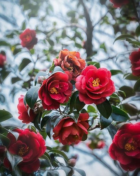 Red Camellia Aesthetic, Camelia Tree, October Magic, Camellia Plant, Flowers Pics, Red Camellia, Red Garden, Flower Graphic Design, Happy New Week