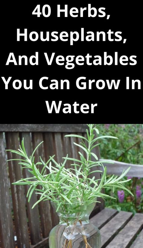 Vegetables That Grow In Water, Plants That Can Grow In Water Only, Herbs Grown In Water, Herbs That Grow In Water, Herbs You Can Grow In Water, Growing Herbs In Water Indoors, Indoor Plants Grown In Water, Plants That Can Live In Water, Plants That Grow In Water Indoor