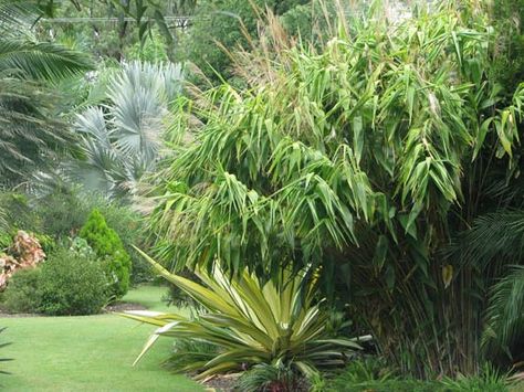 Tiger Grass Ornamental Planting Bamboo Species, Clumping Bamboo, Bali Garden, Tiger Grass, Grass Garden, Garden Privacy, Grasses Garden, Tropical Design, Backyard Makeover