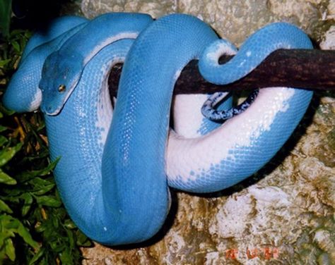 El árbol verde python (Morelia viridis) se encuentra en Nueva Guinea, se vuelve azul cuando el embarazo debido a las hormonas liberadas; algunas hembras mantienen ese color incluso después de poner los huevos. También hay morfos azules de este animal y tanto hombres como mujeres son genéticamente azul de toda la vida. Beaux Serpents, Tree Python, The Magic Faraway Tree, Python Morphs, Cool Snakes, Colorful Snakes, Pretty Snakes, Reptile Room, Blue Snake