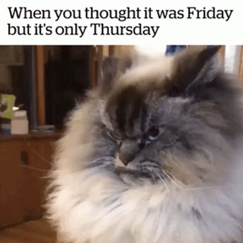 Thursday Gif, Friday Gif, Thursday Humor, Friday Funny, Funny Animal Quotes, Friday Humor, Thursday Friday, Animal Quotes, Monday Morning