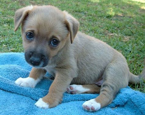 He's so adorable, I just want to snuggle with him. Legian, Puppy Dog Eyes, Love My Dog, Puppy Photos, Happy Puppy, Dog Eyes, Puppy Eyes, Puppy Care, Pet Puppy