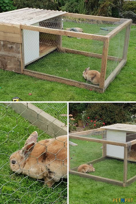 10 BEST Outdoor Rabbit Hutches And Runs For Safety And Shelter Rabbit Cage Diy Outdoor, Diy Bunny Run Outdoor, Rabbit Housing Outdoor, Rabbit Hutches Outdoor, Bunny Hutches Outdoor, Outdoor Bunny Habitat Diy, Rabbit Hutch Outdoor Diy, Bunny Hutch Diy Outdoor, Diy Rabbit Run