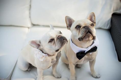 Bulldog Francese, Francia Bulldog, Wedding Pets, White Dog, Dog Wedding, Tuxedos, Ring Bearer, Mans Best Friend, Bow Ties