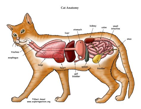 Anatomy Of A Cat, Animal Organs, Vet Study, Organ Anatomy, Feline Anatomy, Anatomy Organs, Human Lungs, Vet Medicine, Dog Anatomy