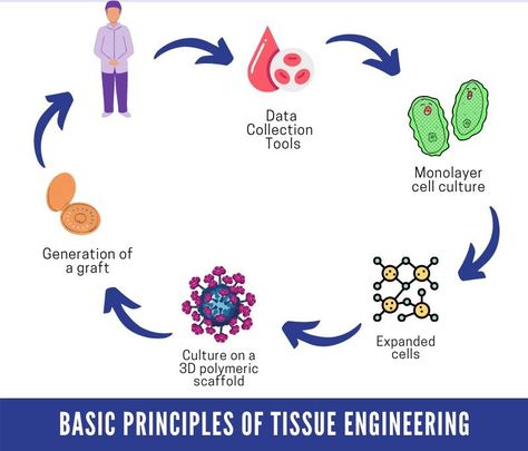 Structure for Tissue Engineering Research while writing a detailed research proposal https://bit.ly/31iWvvw #tutorsindia #master#research #engineering #engineeringstudent #researchproposal #tissueengineering 90s Room, Tissue Engineering, Dissertation Writing Services, Dissertation Writing, Research Proposal, Engineering Student, Data Collection, Writing Services, The Globe