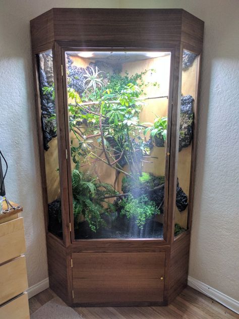 DIY Corner Vivarium | Chameleon Forums Reptile Terrarium In Living Room, Diy Corner Reptile Enclosure, Corner Reptile Enclosure, Homemade Snake Enclosure, Reptile Cage Ideas, Chameleon Terrarium Ideas, Bioactive Chameleon Enclosure, Panther Chameleon Enclosure, Corner Terrarium