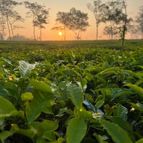 This picture is from one of the Tea gardens in Assam. Assam Tea Garden, Tea Gardens, Assam Tea, Tea Estate, Tea Culture, Tea Garden, Garden Photos, Organic Food, Aesthetic Iphone