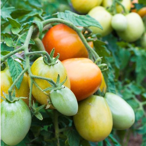 The Best Way To Ripen Tomatoes - How To Get Tomatoes To Ripen Better & Faster! How To Ripen Tomatoes, Growing Tomatoes From Seed, Compost Container, Pasta Tomato, Tomato Salad Recipe, Salad Tomato, Petunia Plant, Recipe Tomato, Growing Blueberries