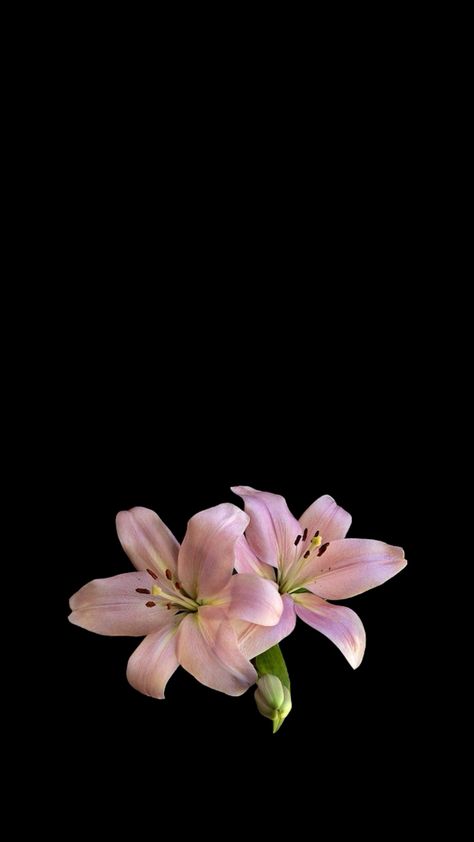 pink lillies wallpaper 🌸 Pink Lily Wallpaper, Flower Backround, Black Flowers Wallpaper, Pink Lily Flower, Flowers Black Background, Lily Wallpaper, Apple Flowers, Lilly Flower, Pink Lillies