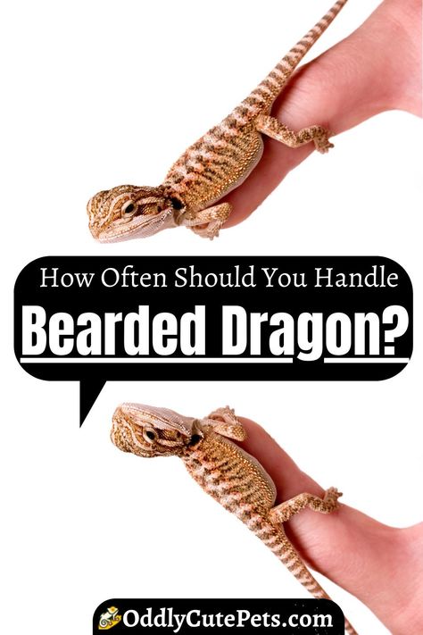 Bearded Dragon Setup Ideas, Cute Bearded Dragon Tank, Bearded Dragon Enclosure Ideas, Fancy Bearded Dragon, Bearded Dragon Setup, Diy Bearded Dragon Enclosure, Bearded Dragon Hammock, Dragon Enclosure, Bearded Dragon Colors