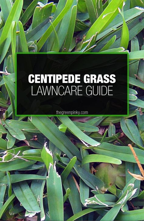 Centipede Grass, Grass Weeds, Lawn Care Business, Rain Gauge, Types Of Grass, Soil Testing, Lawn Maintenance, Lawn And Landscape, Green Lawn