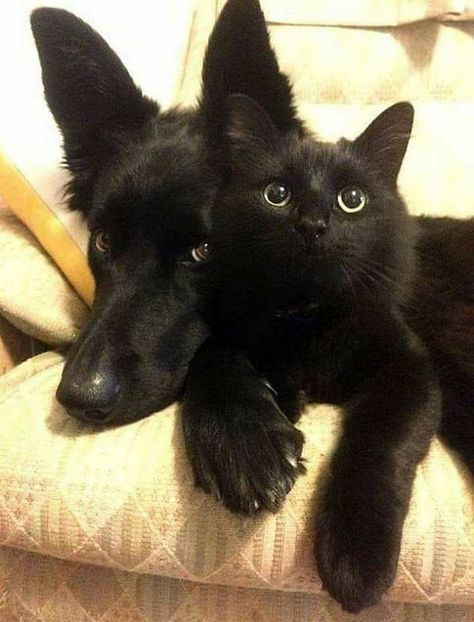 Black Dogs, Söt Katt, Cute Black Cats, Pretty Animals, Cute Cats And Dogs, Silly Cats, Cute Creatures, Pretty Cats, Black Cats