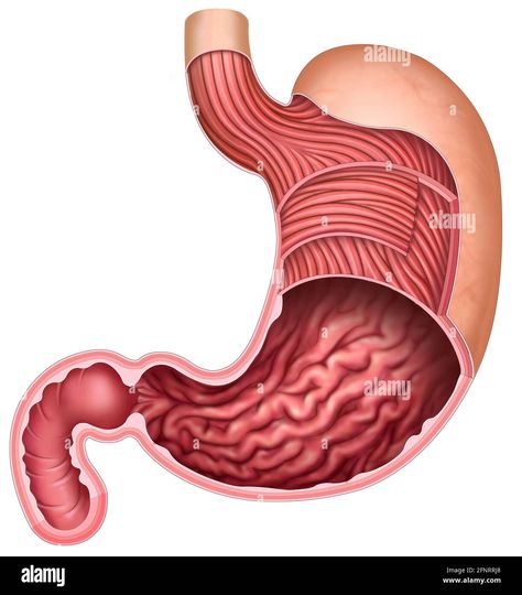 Stomach Illustration, Stomach Drawing, Stomach Digestive System, Stomach Anatomy, Stomach Images, Human Stomach, Paint Splash Background, Splash Background, The Digestive System