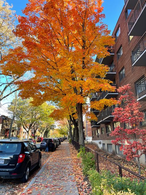 Autumn In Canada Aesthetic, Canada Autumn Aesthetic, Autumn In Toronto, Canada In Autumn, Montreal Fall Aesthetic, Vancouver Canada Autumn, Fall In Montreal, Whistler Canada Fall, Canada Fall Aesthetic